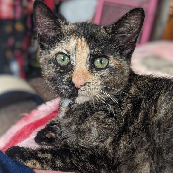 Meet your Posher, Briana - Picture 4 of 5